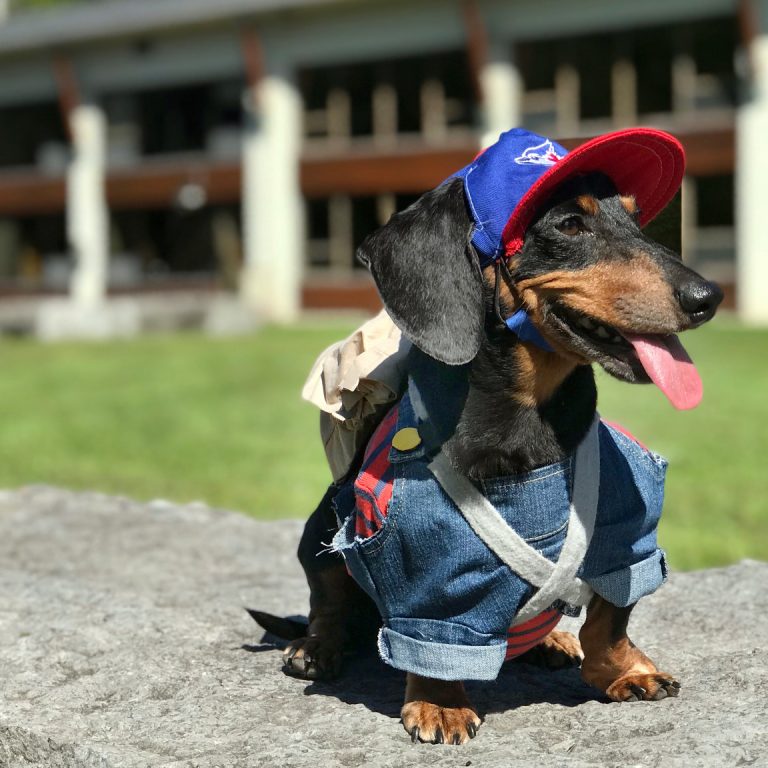 Softer and Sweeter: A Reactive Dog Grows Up