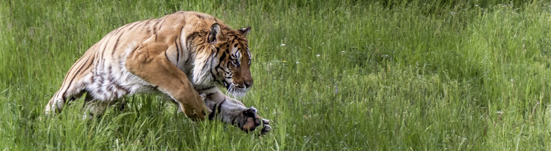 6 amazing big cats!